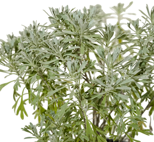 Lavender 18 cms pots - 30 cms height