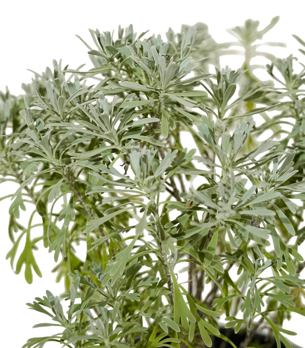 Lavender 18 cms pots - 30 cms height