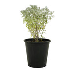 Lavender 18 cms pot - 30 cms height