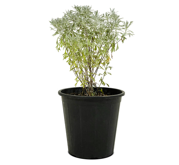 Lavender 18 cms pots - 30 cms height