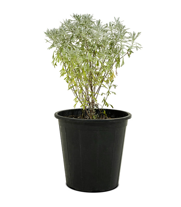 Lavender 18 cms pots - 30 cms height