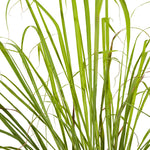 Lemon Grass