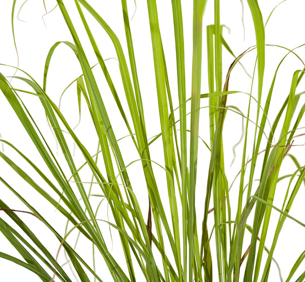 Lemon Grass