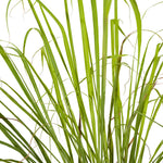 Lemon Grass - Ground Cover