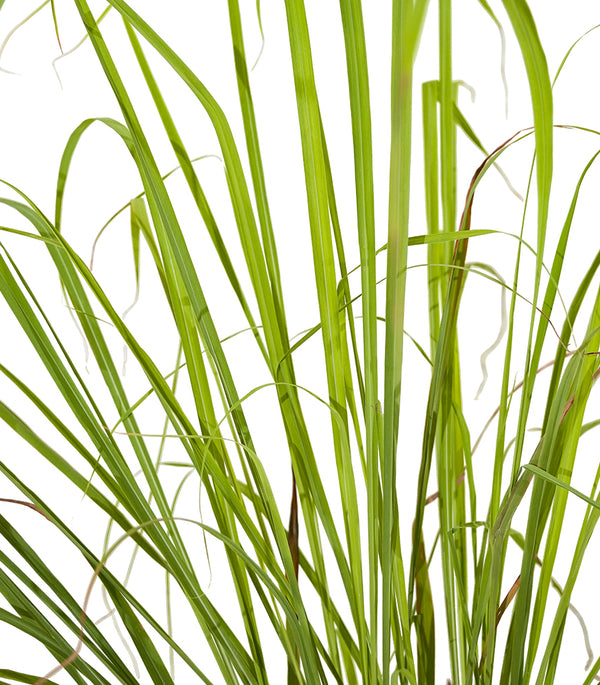 Lemon Grass - Ground Cover