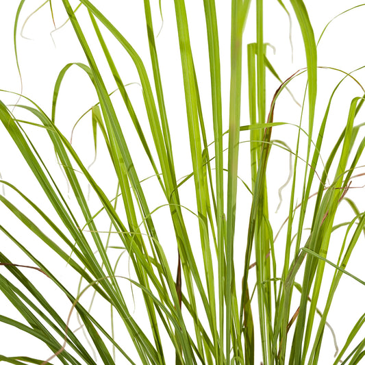 Lemon Grass - Ground Cover