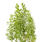 Leucophylum green