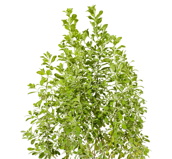 Leucophylum green