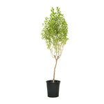 Leucophylum green
