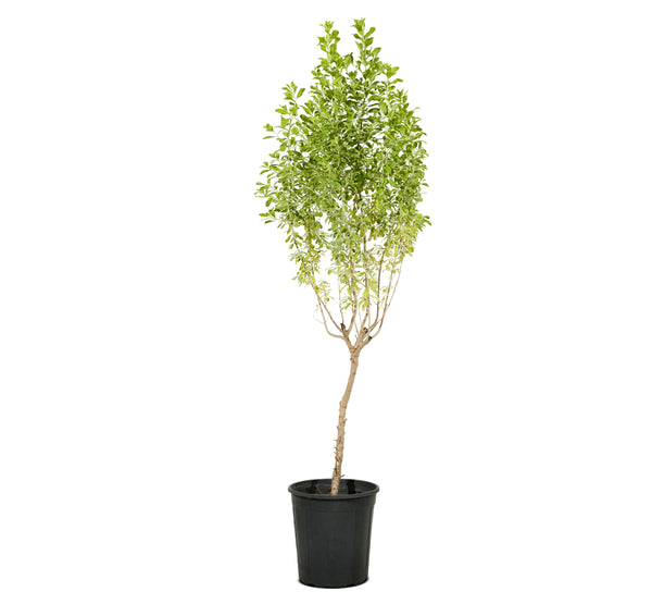 Leucophylum green