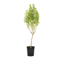 Leucophylum green