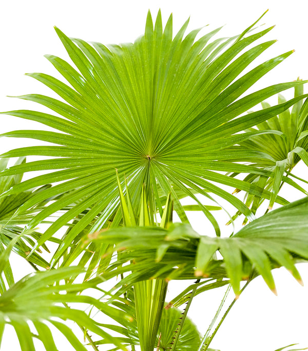 Livistona Rotundifolia 24 cms pots - 1 mtrs height