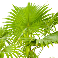 Livistionia chinensis  60 cms pots - 03 mtrs height