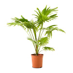 Livistona Rotundifolia 24 cms pots - 1 mtrs height