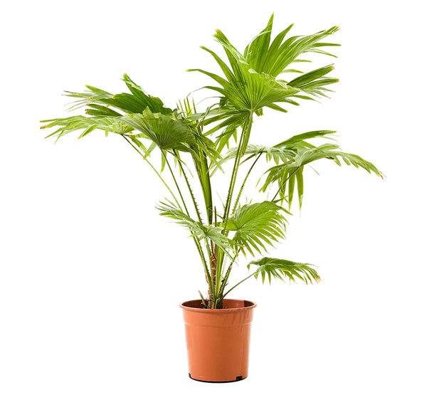 Livistona Rotundifolia 24 cms pots - 1 mtrs height