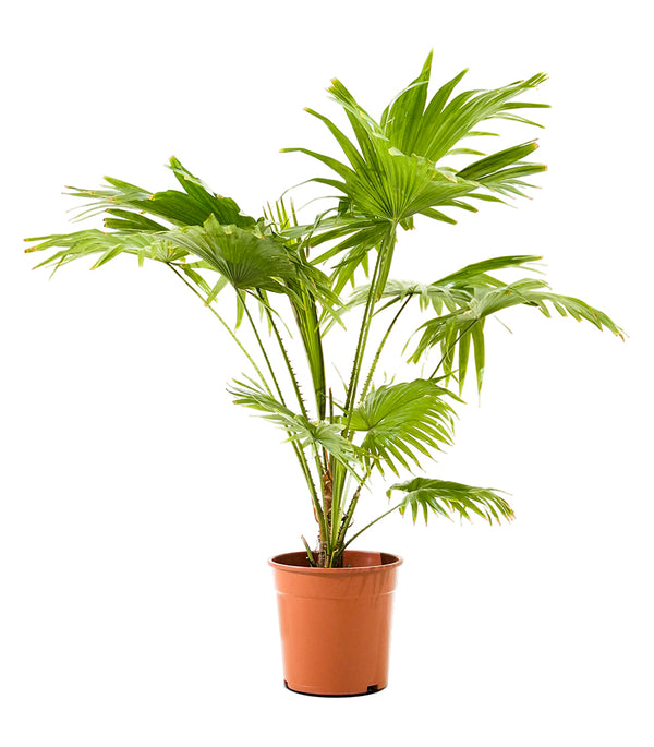 Livistona Rotundifolia 24 cms pots - 1 mtrs height