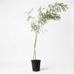 Caesalpinia