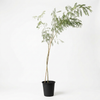 Caesalpinia