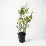 Myrtus - Shrub