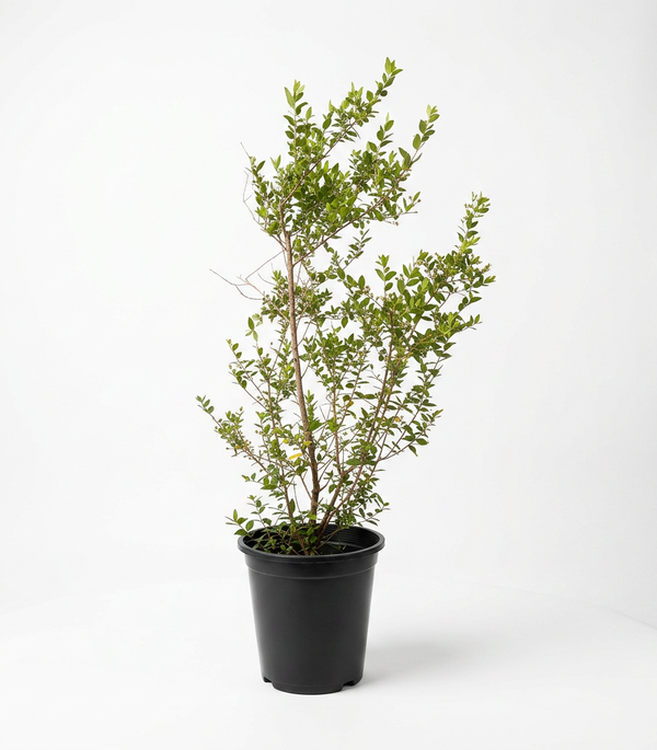 Myrtus - Shrub