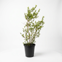 Myrtus - Shrub