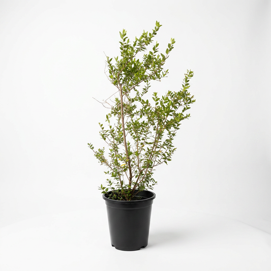 Myrtus - Shrub