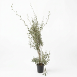Atriplex Humilis - Shrub