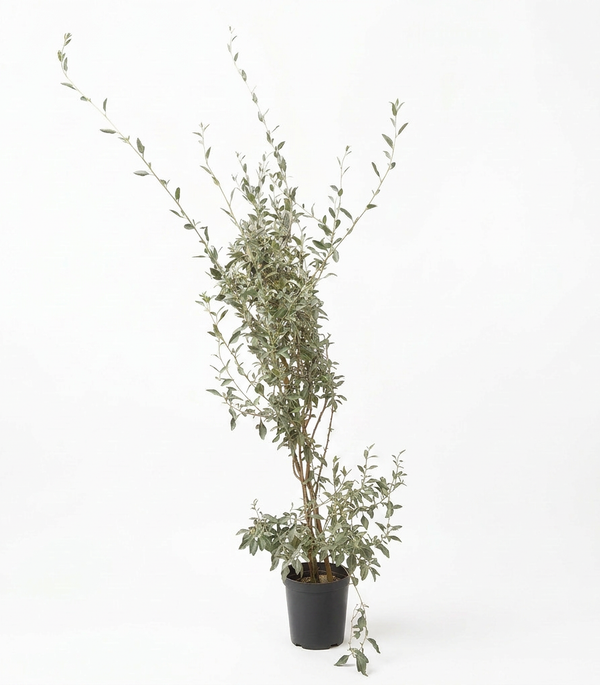 Atriplex Humilis - Shrub