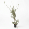 Atriplex Humilis - Shrub