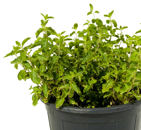 Nana (Mint)