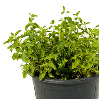 Nana (Mint)