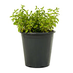 Nana (Mint)