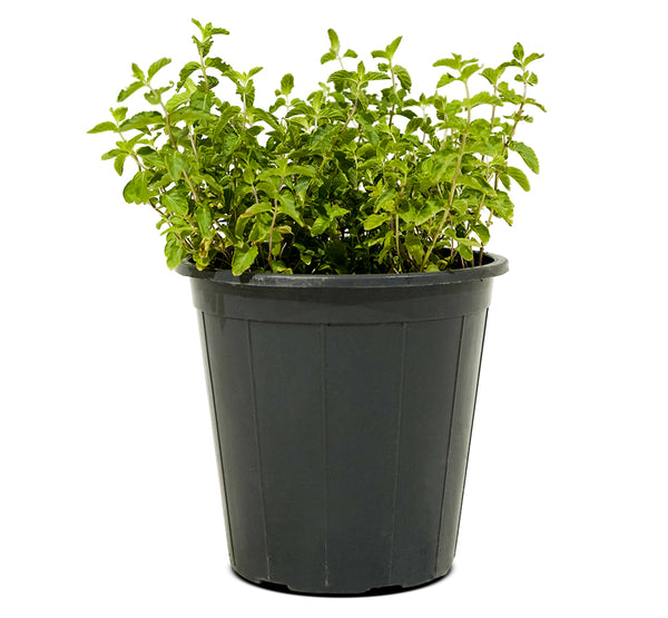 Nana (Mint)