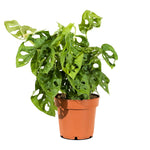 Monstera adansonii  12cm pots