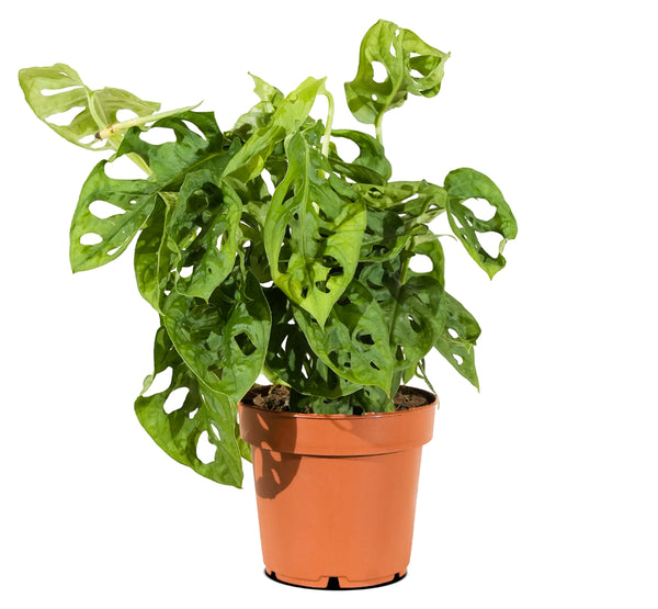 Monstera adansonii  12cm pots