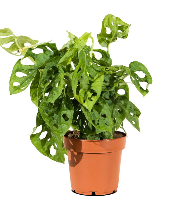 Monstera adansonii  12cm pots