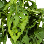 Monstera adansonii  12cm pots