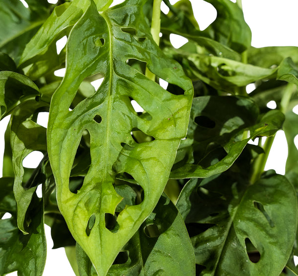 Monstera adansonii  12cm pots