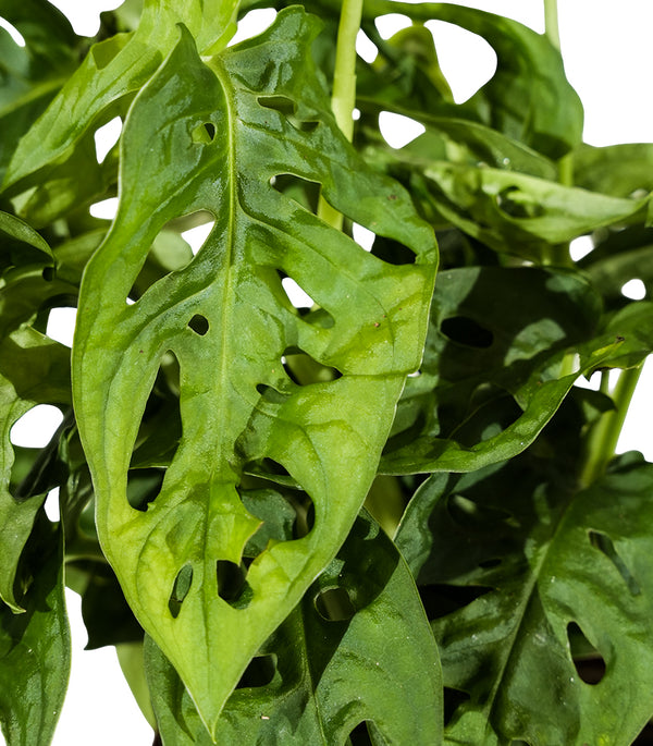 Monstera adansonii  12cm pots