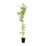 Neem