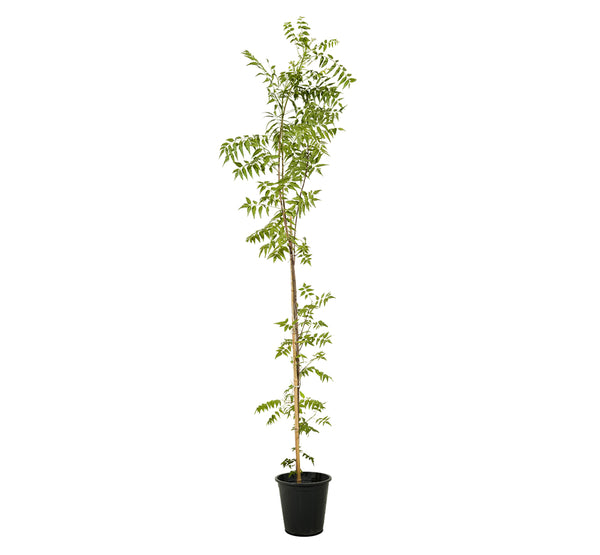 Neem