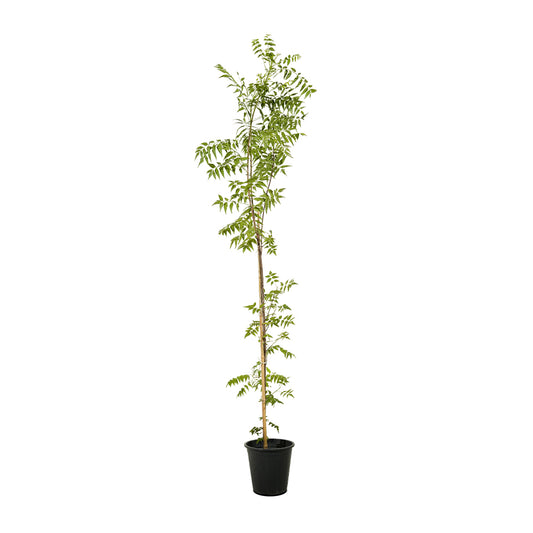 Neem