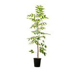 Neem 1.5 Dia width - 50 cms pots -  3 mtrs height