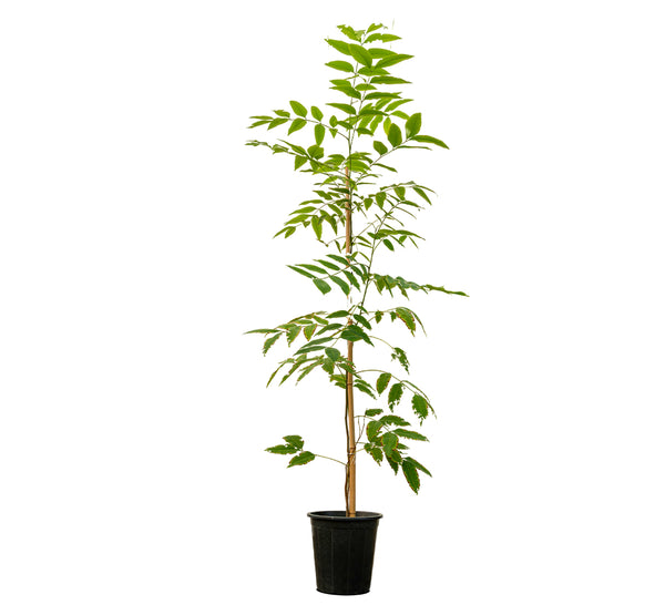 Neem 1.5 Dia width - 50 cms pots -  3 mtrs height