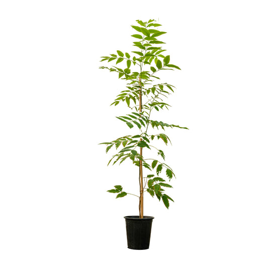 Neem 1.5 Dia width - 50 cms pots -  3 mtrs height