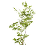Neem