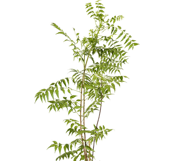 Neem