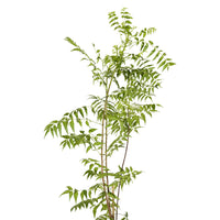 Neem