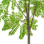 Neem 1.5 Dia width - 50 cms pots -  3 mtrs height