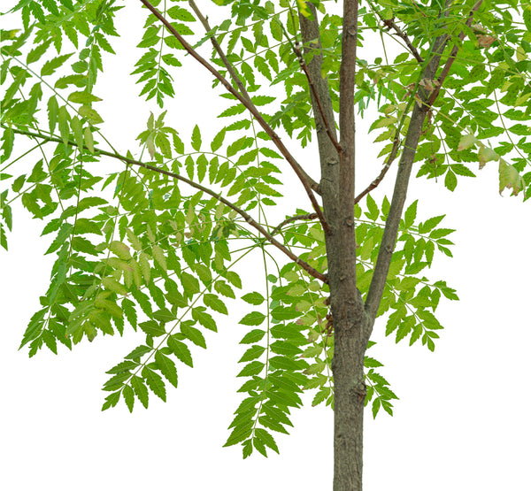 Neem 1.5 Dia width - 50 cms pots -  3 mtrs height